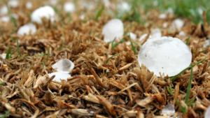 Large pieces of hail on the ground