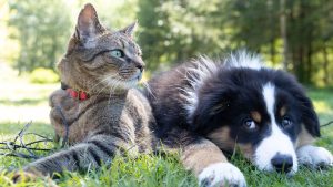 A cat and a dog lying on grass next to each other.