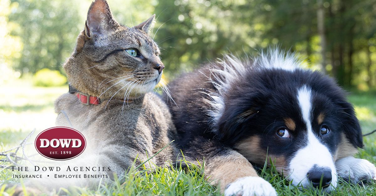 Homeowners Insurance Pet Damage and Bites Dowd Agencies