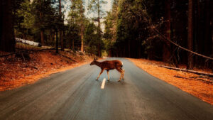 deer in a road