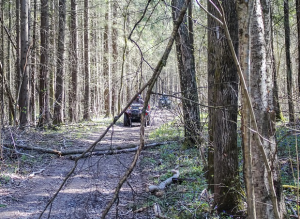 ATVs riding through the woods