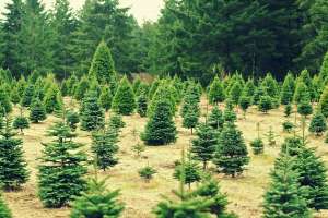 Trees growing at Christmas tree farm